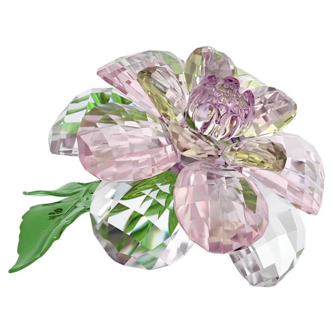Florere Camellia Florere Camellia