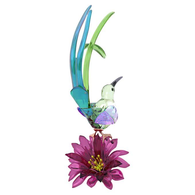 Idyllia Sugarbird and Cactus Flower Idyllia Sugarbird and Cactus Flower