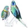 Jungle Beats Parakeet Couple Fife & Fifer Jungle Beats Parakeet Couple Fife & Fifer